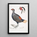 Peacock Pheasant with Reddish Tail Euplocomus erythrothalmus 2, Silver-crested Pheasant Euplocomus Nycthemerus - John Edward Gray — framed artwork on a wall