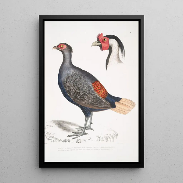 Peacock Pheasant with Reddish Tail Euplocomus erythrothalmus 2, Silver-crested Pheasant Euplocomus Nycthemerus - John Edward Gray — framed artwork on a wall
