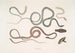 the Tree Snake with lateral stripes, Dendrophis lateralis 2. Dipsas reddish, Dipsus Dipsas rubescens - John Edward Gray — artwork view