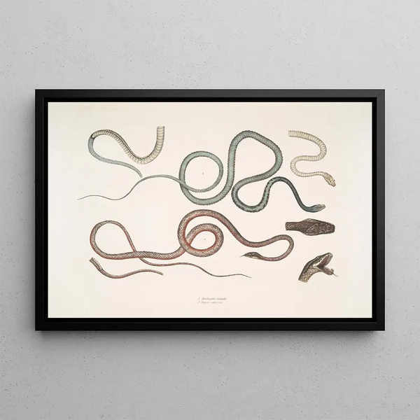the Tree Snake with lateral stripes, Dendrophis lateralis 2. Dipsas reddish, Dipsus Dipsas rubescens - John Edward Gray — framed artwork on a wall
