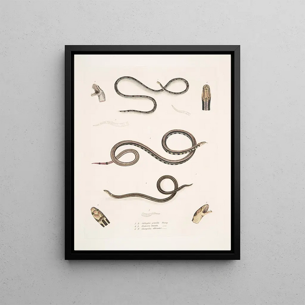 Calliophis slender Calliophis gracilis 2 Maticora striped Maticora lineata 3 Changulia with white belly Changulia albiventer - John Edward Gray — framed artwork on a wall