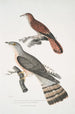 Coucou à bec fin Cuculus tenuirostris 2 Coucou Bhrow Brow Cuculus Lathami - John Edward Gray — artwork view