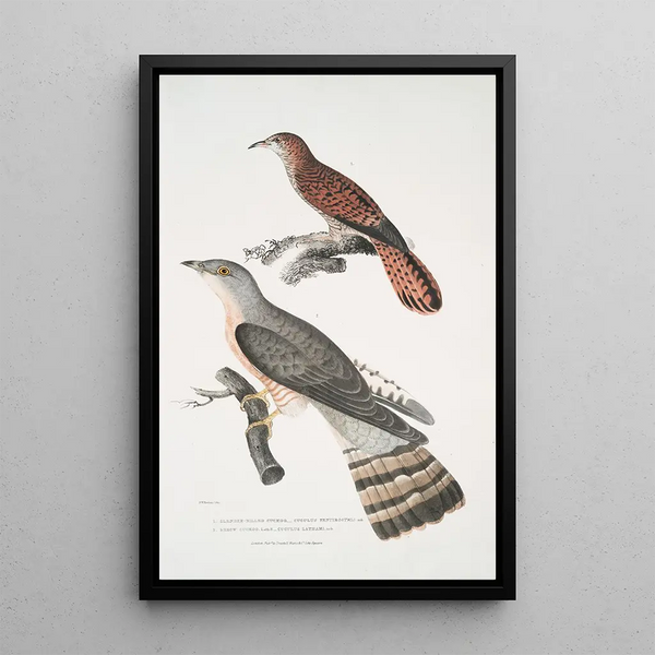 Coucou à bec fin Cuculus tenuirostris 2 Coucou Bhrow Brow Cuculus Lathami - John Edward Gray — framed artwork on a wall