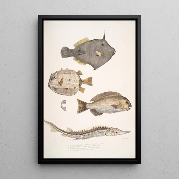 Monacanthe à épines Monacanthus Amanses Histrix 2 Poisson-coffre à nombreuses épines Ostracion Acarana auritus - John Edward Gray — framed artwork on a wall