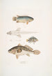 Anabas à branchies épineuses Anabas spinosus 2 Coius à deux taches Coius binotatus 3 Scina tachetée Scina maculata - John Edward Gray — artwork view