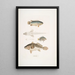 Anabas à branchies épineuses Anabas spinosus 2 Coius à deux taches Coius binotatus 3 Scina tachetée Scina maculata - John Edward Gray — framed artwork on a wall