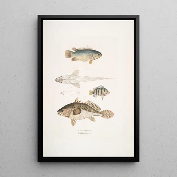 Anabas à branchies épineuses Anabas spinosus 2 Coius à deux taches Coius binotatus 3 Scina tachetée Scina maculata - John Edward Gray — framed artwork on a wall