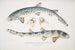 Requin barbu tacheté Scyllum maculatum Inde Mus Brit 2 Requin barbu orné Scyllum ornatum - John Edward Gray — artwork view