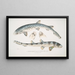 Requin barbu tacheté Scyllum maculatum Inde Mus Brit 2 Requin barbu orné Scyllum ornatum - John Edward Gray — framed artwork on a wall