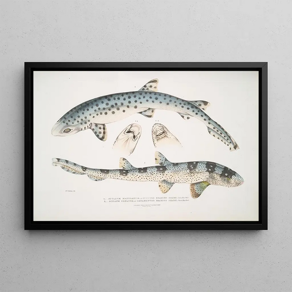 Requin barbu tacheté Scyllum maculatum Inde Mus Brit 2 Requin barbu orné Scyllum ornatum - John Edward Gray — framed artwork on a wall