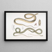 the Spotted Belly Snake Coluber ventromaculatis 2 Tree Snake of Bell Ahtula Bellii - John Edward Gray — framed artwork on a wall