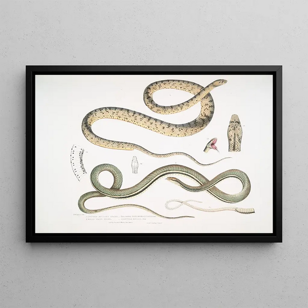 the Spotted Belly Snake Coluber ventromaculatis 2 Tree Snake of Bell Ahtula Bellii - John Edward Gray — framed artwork on a wall