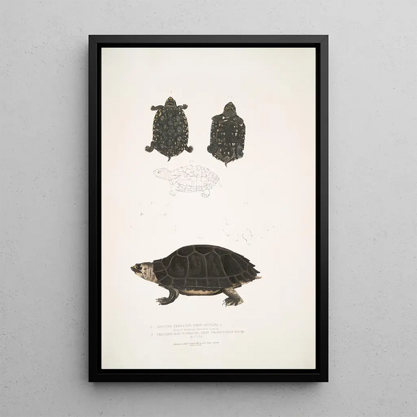 Spotted Turtle Emys Guttata Emys Hamiltonii 2 Thick-necked Turtle Emys crassicollis - John Edward Gray — framed artwork on a wall