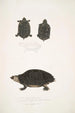Spotted Turtle Emys Guttata Emys Hamiltonii 2 Thick-necked Turtle Emys crassicollis - John Edward Gray — artwork view