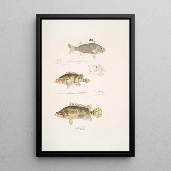 Pterapon à trois bandes Pterapon trivittatus 2 Bedula nuageux Bedula nebulosus 3 Bedula de Hamilton Bedula Hamiltonii - John Edward Gray — framed artwork on a wall