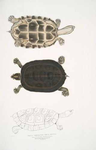 John Edward Gray - 1 Thugi Terrapin Emys Thugi.webp