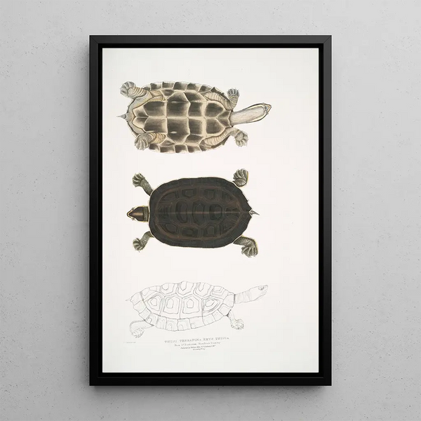 Turtle Thugi Emys Thugi - John Edward Gray — framed artwork on a wall