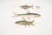 Carpe Tileo Cyprinus Tileo 2 Carpe de Richardson Cyprinus Richardsonii 3 Magnificent Loche Botia grandis - John Edward Gray — artwork view