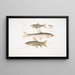 Carpe Tileo Cyprinus Tileo 2 Carpe de Richardson Cyprinus Richardsonii 3 Magnificent Loche Botia grandis - John Edward Gray — framed artwork on a wall