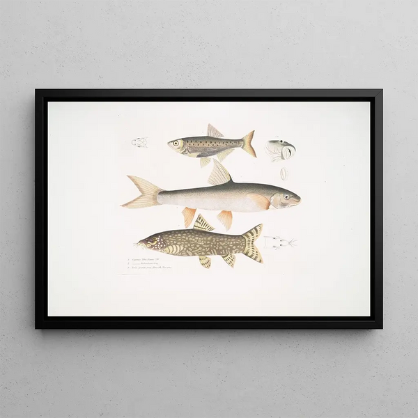 Carpe Tileo Cyprinus Tileo 2 Carpe de Richardson Cyprinus Richardsonii 3 Magnificent Loche Botia grandis - John Edward Gray — framed artwork on a wall