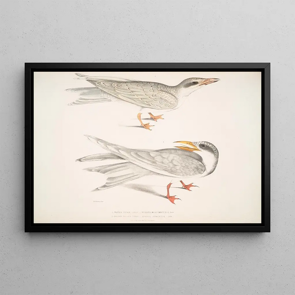 Sterne Ondulée Sterna brevirostris 2 Sterne à Bec Orange Sterna aurantia - John Edward Gray — framed artwork on a wall