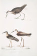 Bécasseau à queue blanche Totanus leucurus 2 Bécasseau allié Totanus affinis 3 Bécassine de Cawnpore Totanus Lathami - John Edward Gray — artwork view