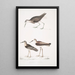 Bécasseau à queue blanche Totanus leucurus 2 Bécasseau allié Totanus affinis 3 Bécassine de Cawnpore Totanus Lathami - John Edward Gray — framed artwork on a wall