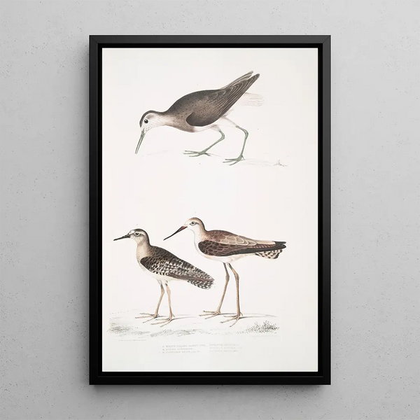 Bécasseau à queue blanche Totanus leucurus 2 Bécasseau allié Totanus affinis 3 Bécassine de Cawnpore Totanus Lathami - John Edward Gray — framed artwork on a wall