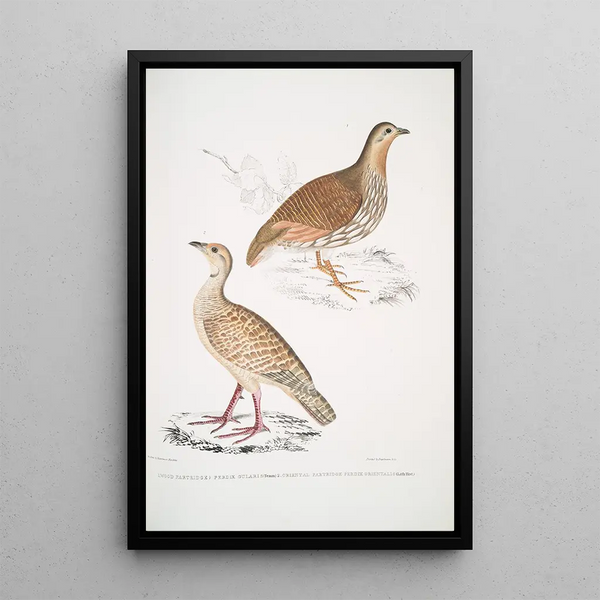 Perdrix des bois Perdix gularis 2 Perdrix orientale Perdix orientalis - John Edward Gray — framed artwork on a wall