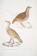Perdrix des bois Perdix gularis 2 Perdrix orientale Perdix orientalis - John Edward Gray — artwork view