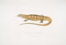 Varan jaune (Monitor flavescens) - John Edward Gray — artwork view