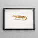 Varan jaune (Monitor flavescens) - John Edward Gray — framed artwork on a wall