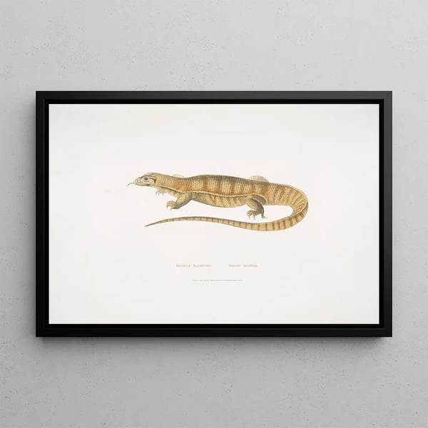 Varan jaune (Monitor flavescens) - John Edward Gray — framed artwork on a wall