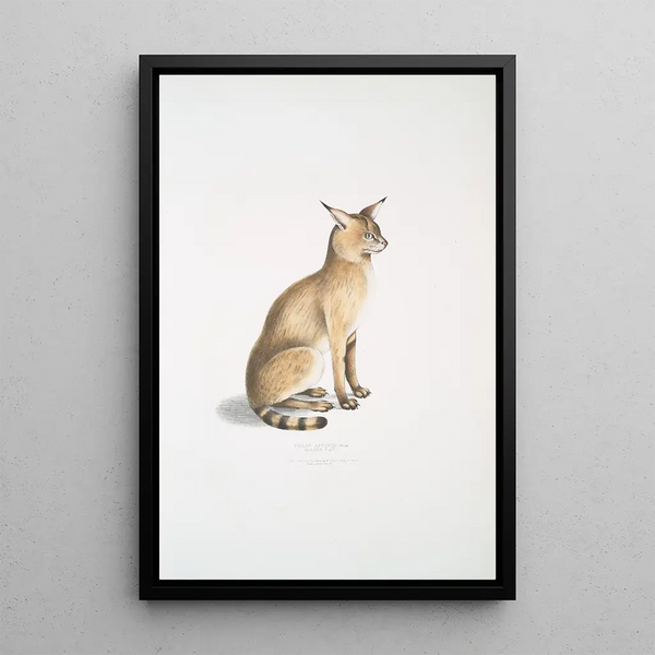 Chat allié Felis affinis - John Edward Gray — framed artwork on a wall