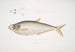 Herring ally Clupea affinis Penang - John Edward Gray — artwork view