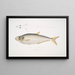 Herring ally Clupea affinis Penang - John Edward Gray — framed artwork on a wall