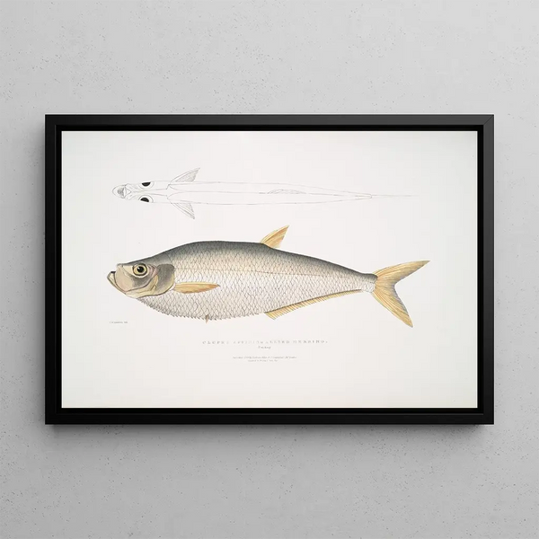 Herring ally Clupea affinis Penang - John Edward Gray — framed artwork on a wall