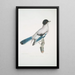 Geai d'Almorah Garrulus Vigorsii - John Edward Gray — framed artwork on a wall