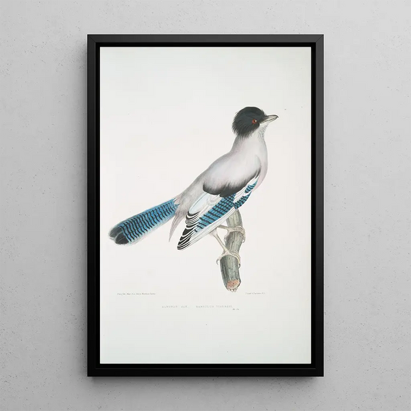 Geai d'Almorah Garrulus Vigorsii - John Edward Gray — framed artwork on a wall