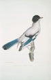 Geai d'Almorah Garrulus Vigorsii - John Edward Gray — artwork view