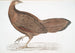 Pheasant Argus Argus Paeoninus Pavoninus China - John Edward Gray — artwork view