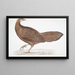 Pheasant Argus Argus Paeoninus Pavoninus China - John Edward Gray — framed artwork on a wall