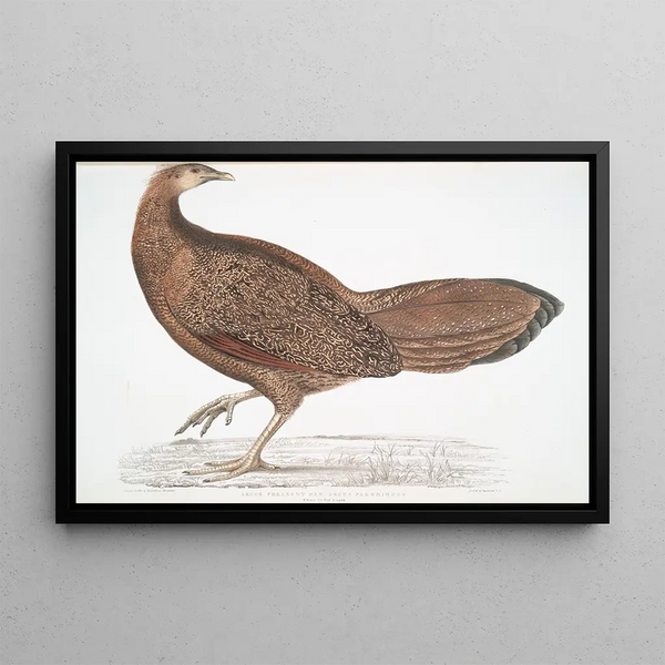 Pheasant Argus Argus Paeoninus Pavoninus China - John Edward Gray — framed artwork on a wall