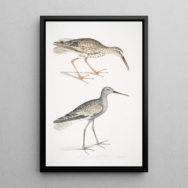 Bécassine à tête cendrée Totanus fuscus - John Edward Gray — framed artwork on a wall