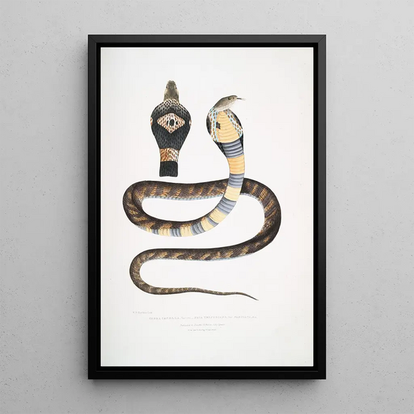 Cobra à bandes Capella variété Naia tripudians var fasciata - John Edward Gray — framed artwork on a wall