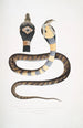 Cobra à bandes Capella variété Naia tripudians var fasciata - John Edward Gray — artwork view