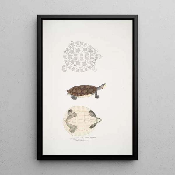 Turtle Baska Emys Baska - John Edward Gray — framed artwork on a wall