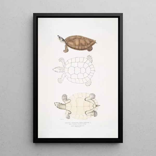 Tortue Batagur Emys Batagur - John Edward Gray — framed artwork on a wall
