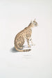 Beautiful cat Felis ornata - John Edward Gray — artwork view