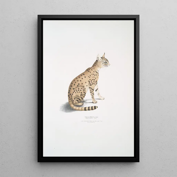 Beautiful cat Felis ornata - John Edward Gray — framed artwork on a wall